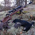Grouses from Finland