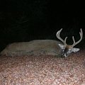 Finnish WT-buck in velvet. Bagged by Exchangehunter Dano.