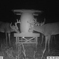 WT-bucks on my feeding in Finland.