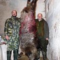 Exchange hunt with  Lionel Berhault from LeChaseur Mauricien, wild boar male 200 kg , East Slovakia