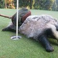Jezevec z golfového hřiště 
