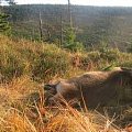Red deer
