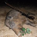 wild boar