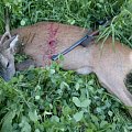 roe deer