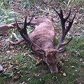 18 pointer 2013