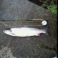 13 pounder 2013