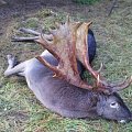 one my mate got in 2013 ( lucky sod )