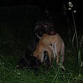 my czech griffon