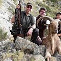 Barbarysheep in Spain, Januar 2014