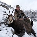 Chamois in Austria, Tirol.
