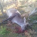 Follow deer
