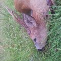 Roe deer