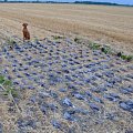 Faller László - Pigeonhunt/türkentaubenjagd