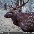 Game Camera picture