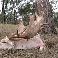 Australian Fallow buck
