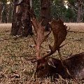 2014 Rutting Australian fallow 