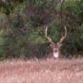 Australian Chital
