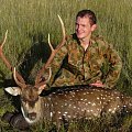 Australian Chital Stag