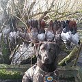 Diving ducks on Lough Neagh in December