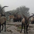 gredos ibex