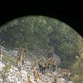 beceite ibex