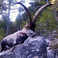 beceite ibex non tipical