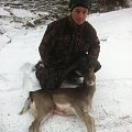 Fallow fawn