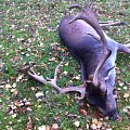 Fallo stag sweden
