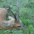 siberian roe buck