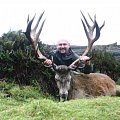 Red stag - New Zealand