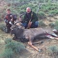 Kudu, Karoo, South Africa