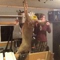 Amber's first doe