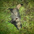 Racoon dog hunting in finland, Shot during roe deer hunt.