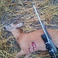Roe deer buck shot during the rut in finland.