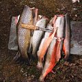 Wunderful  fishing in Sweden mountain!....