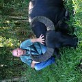 Asian water buffalo