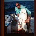 Bull shark