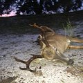 Whitetail deer