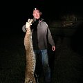 Bobcat