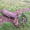 Decent Sika stag