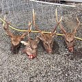 Some cull Sika stags 