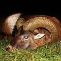up to 4 year old Mouflon that I can exchange, free roaming, fair chase.