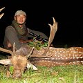 Trophy quality Fallow deer hunt in Hungary