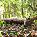 One horn Roe deer buck