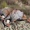 Red leg partridge in Spain