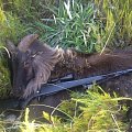 Bull Tahr