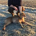 Chinese Water Deer - may also be available