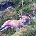Wicklow Sika/Red Hybrid
