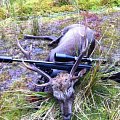 Sika Stag