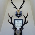 Some medal Sika stags